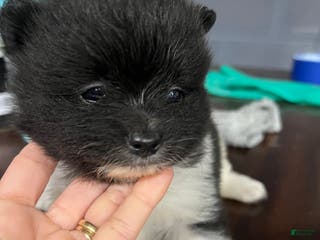 Pomeranian dogs Pomeranian Puppy 3 - Ad 11