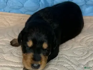 Mixed Breed dogs Peaches - Ad 21