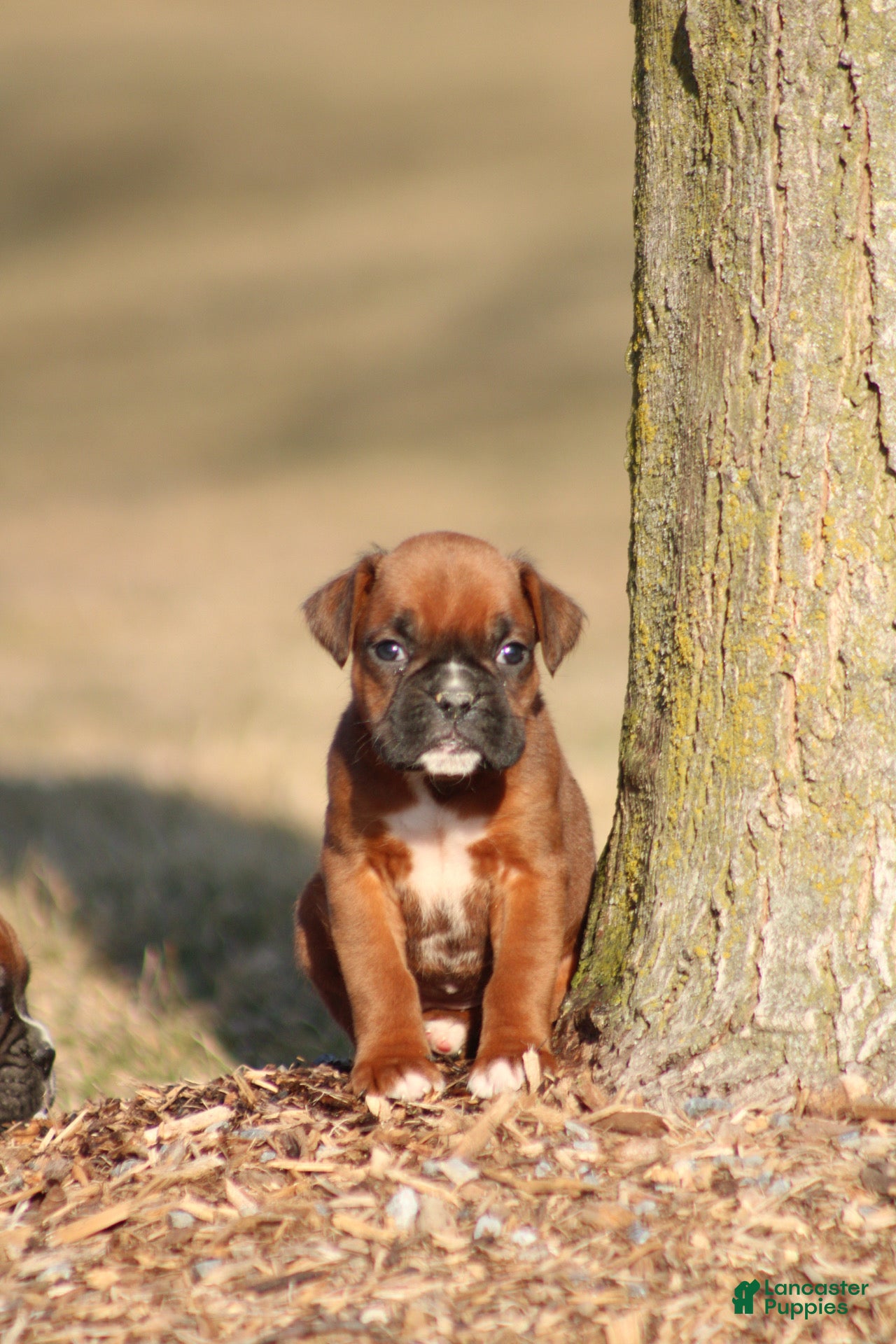 Boxer dogs Reeses - Ad 2