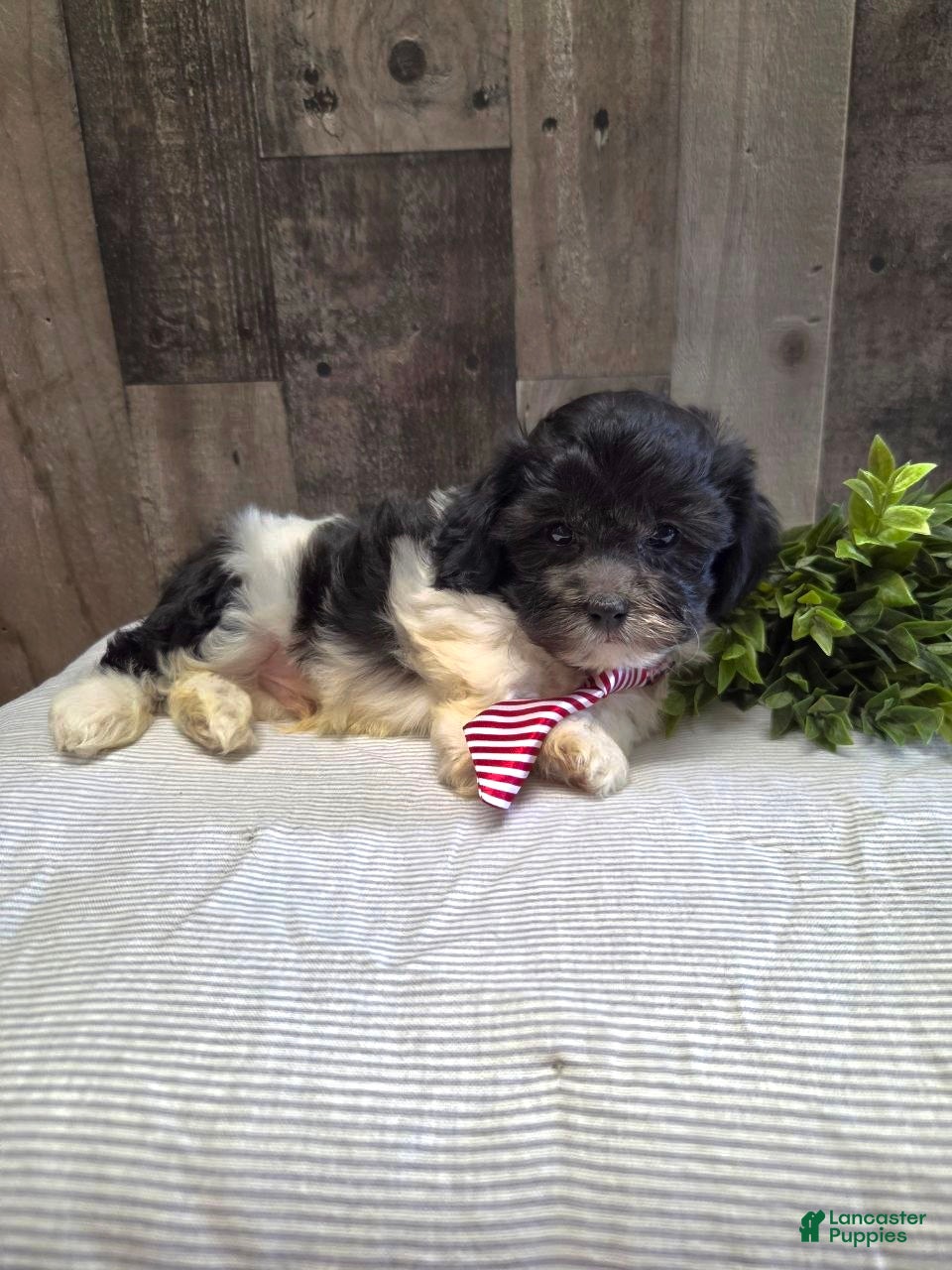 Teddy Bear dogs Shawn - Ad 1