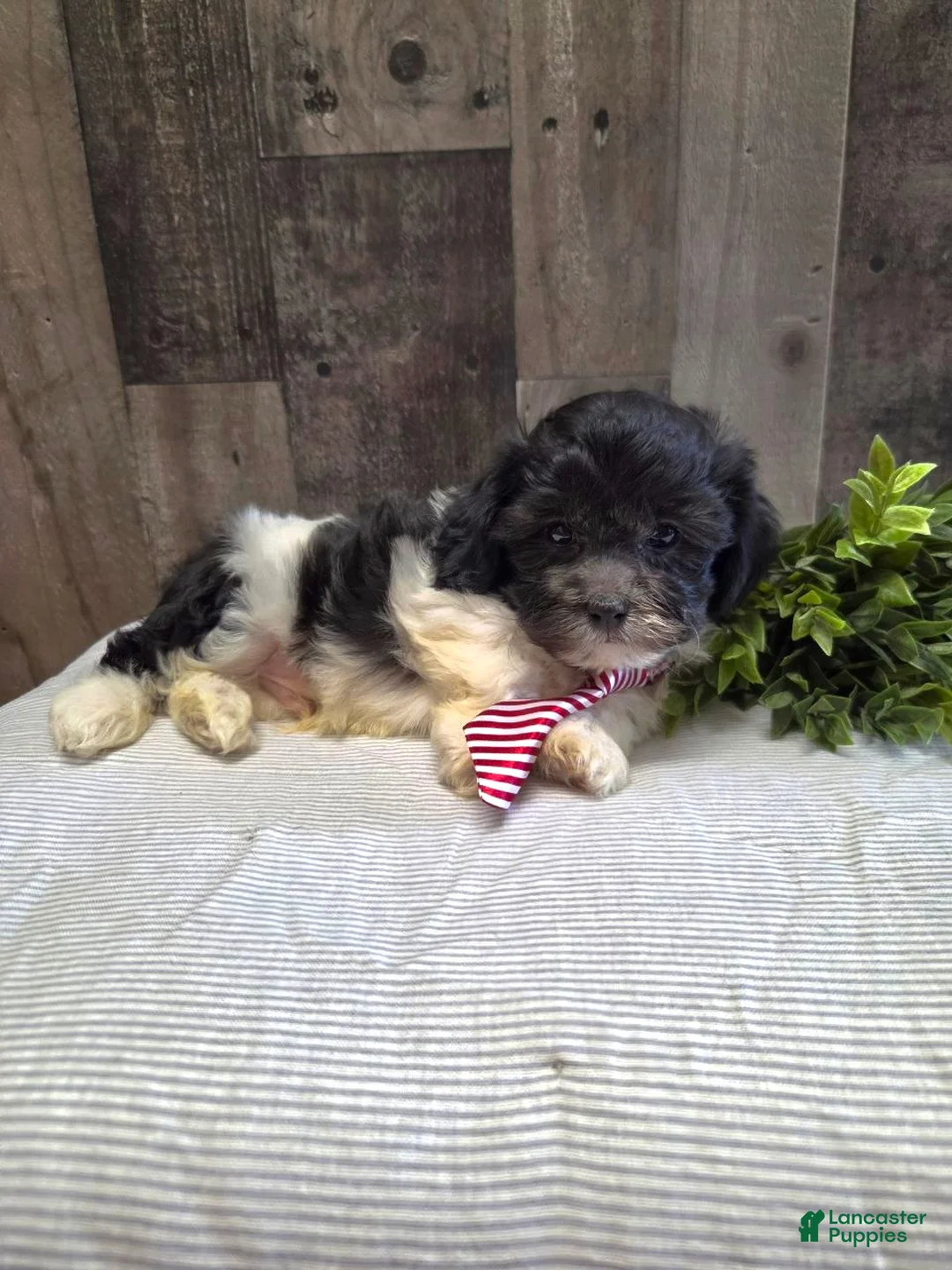 Teddy Bear dogs for sale: Shawn - Ad 1