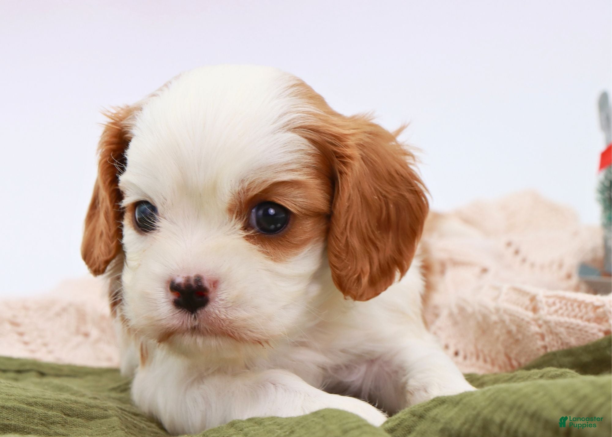 Cavalier King Charles Spaniel dogs Mack - Ad 30