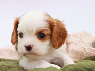 Cavalier King Charles Spaniel dogs for sale: Mack - Ad 1