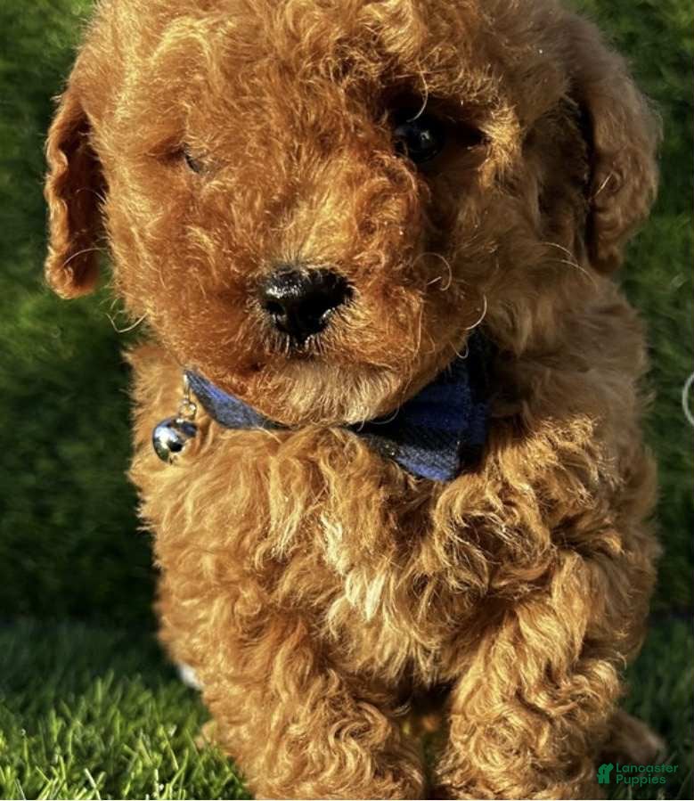 Toy Poodle dogs Cash - Ad 35