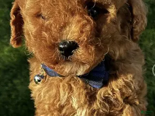 Toy Poodle dogs Cash - Ad 35