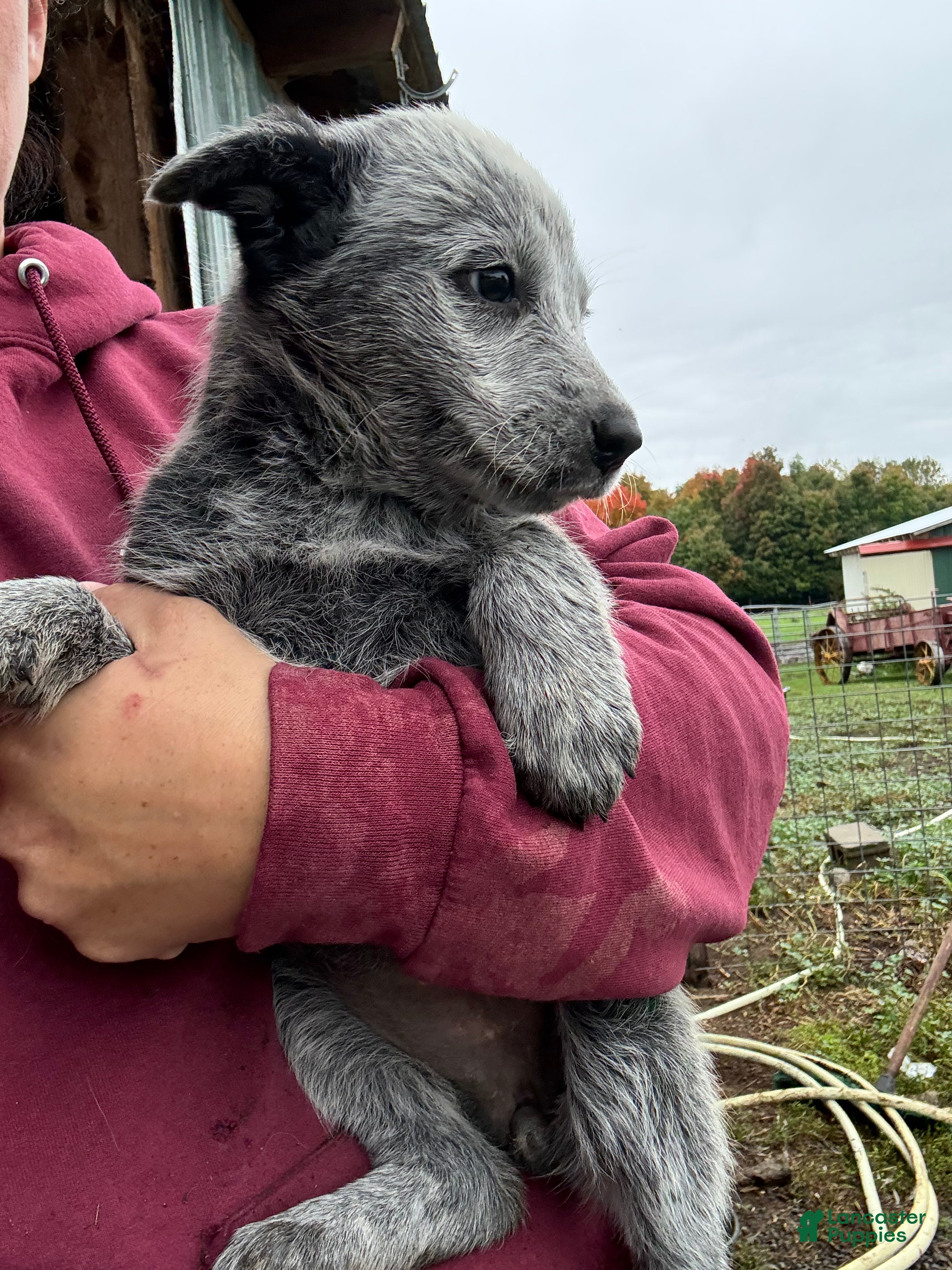 Hope (Australian Cattle Dog, Female) in Malone, NY