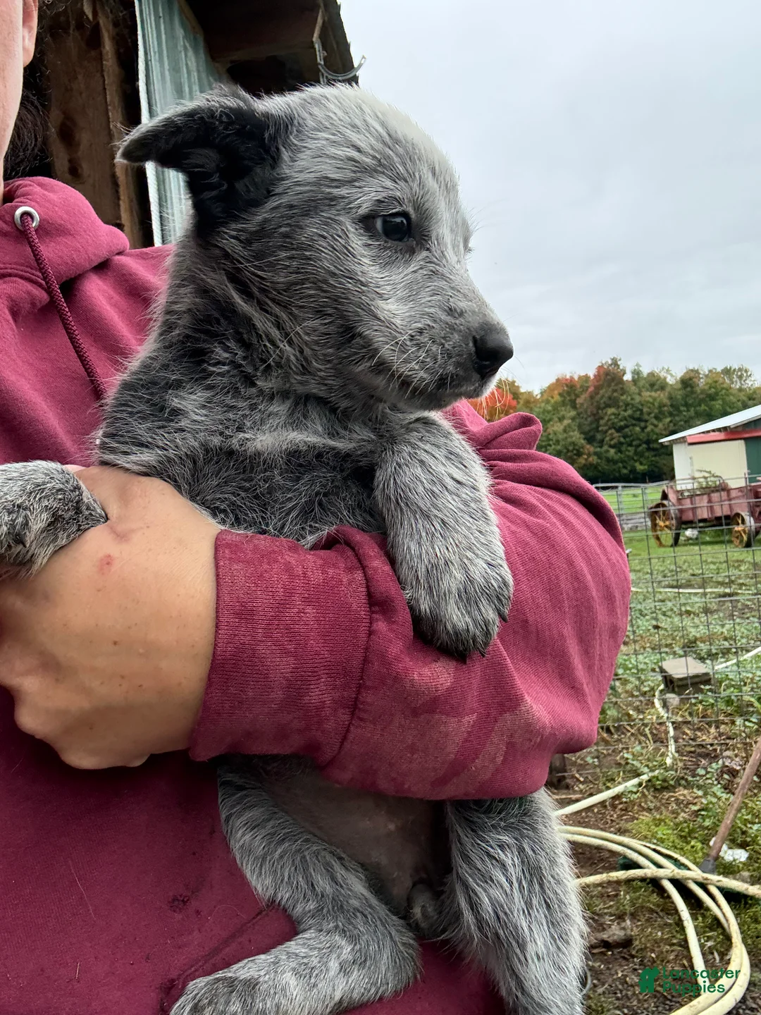 Australian Cattle Dog dogs for sale: Hope - Ad 1