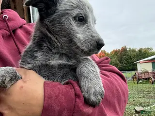 Australian Cattle Dog dogs Hope - Ad 1