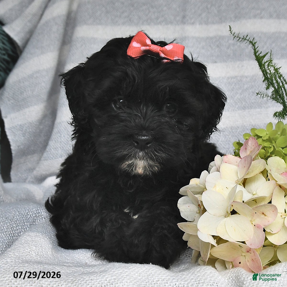 Shihpoo dogs Summer - Ad 1