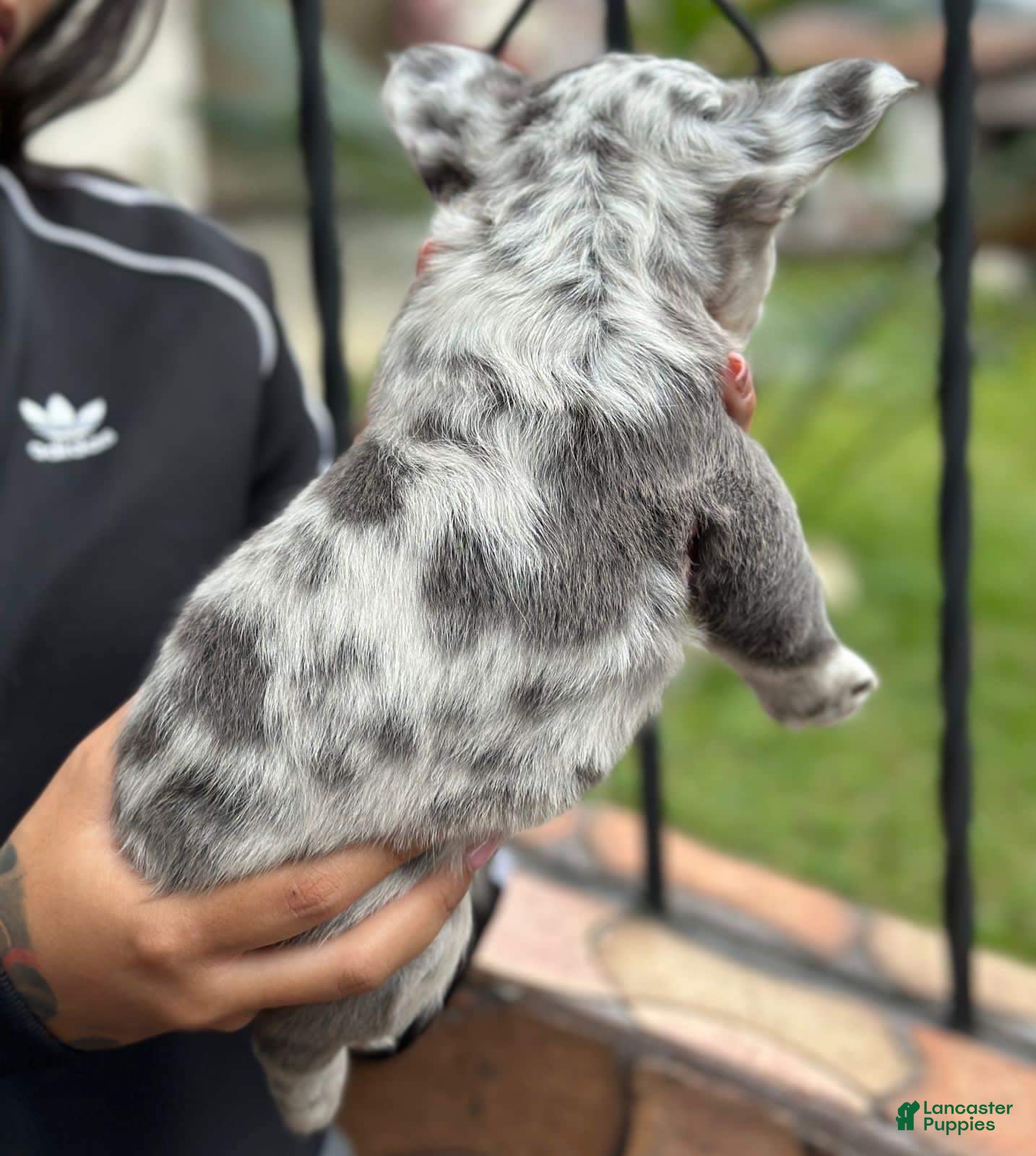 French Bulldog dogs Paddy Fluffy Blue Merle Frenchie Pup - Ad 38