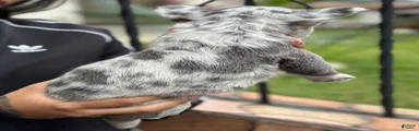 Paddy Fluffy Blue Merle Frenchie Pup