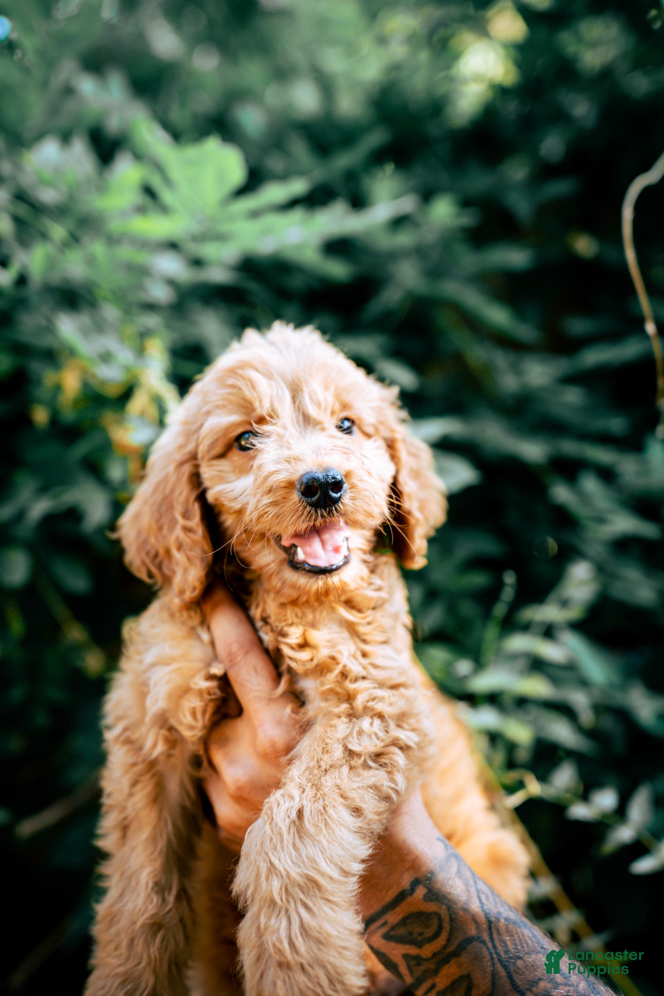 Goldendoodle dogs Milo - Ad 8