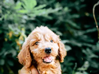 Goldendoodle dogs Milo - Ad 8