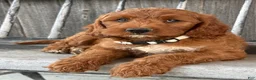 Irish Doodle dogs for sale: Juniper - Ad 8