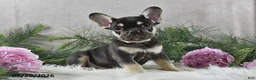 French Bulldog dogs for sale: Harley - Ad 9