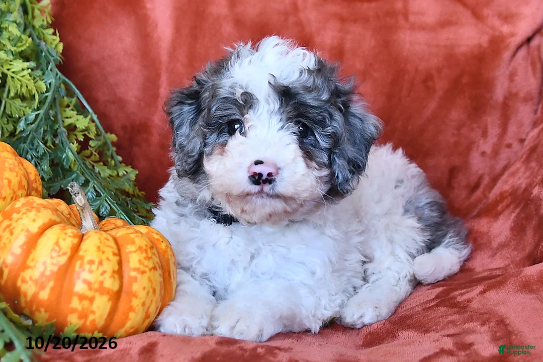 Aussiedoodle dogs for sale: Archie  - Ad 1