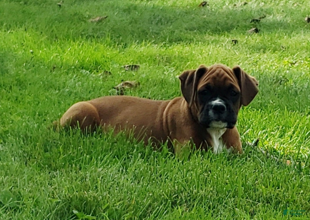 Boxer dogs Sarge - Ad 1