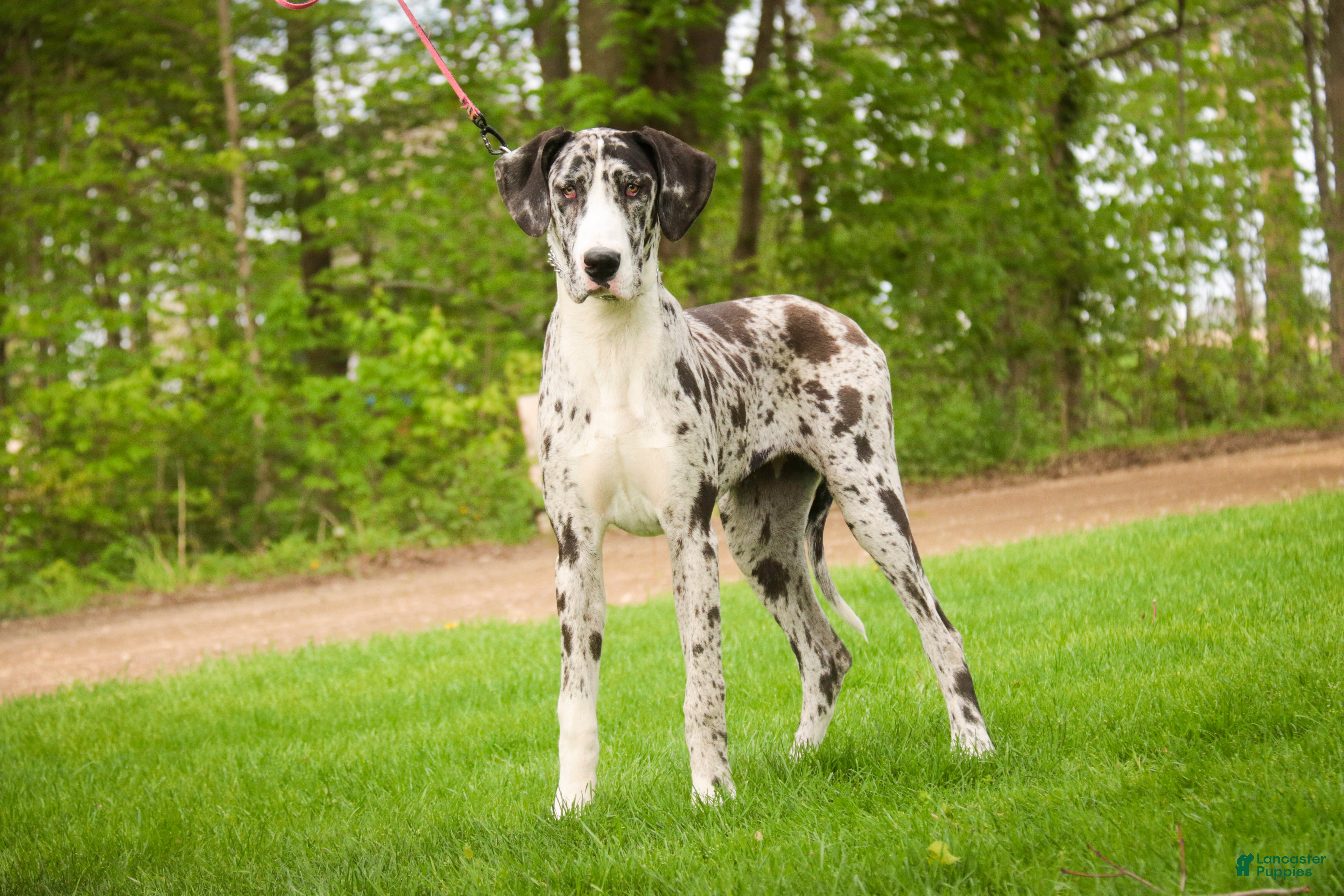 Great Dane dogs Lorelai - Ad 1