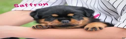 Rottweiler dogs for sale: Saffron w a Long Tail  - Ad 3