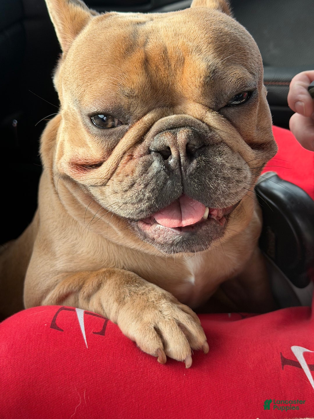 French Bulldog dogs for sale: French Bulldog Puppy 1 - Ad 5