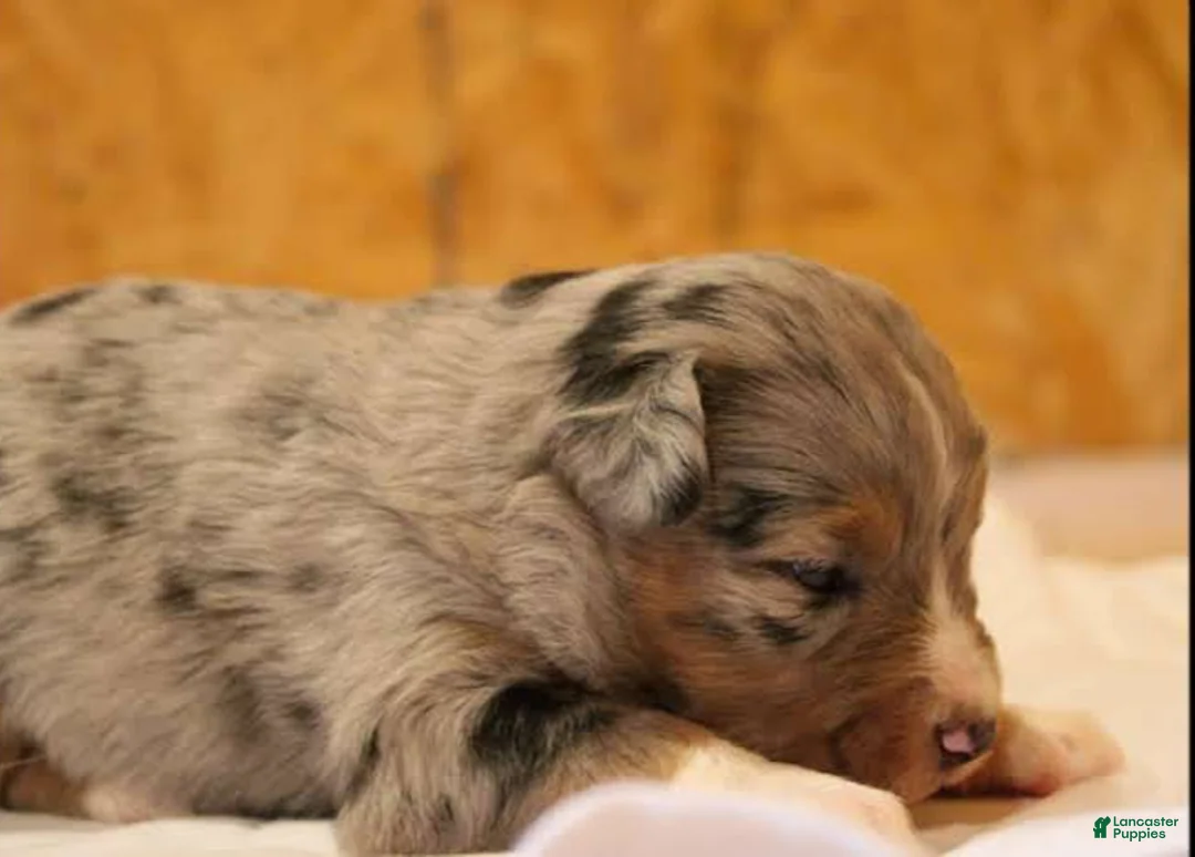 Miniature Australian Shepherd dogs for sale: Grady - Ad 2