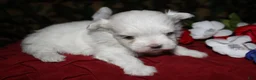 Maltese dogs for sale: Mable - Ad 25