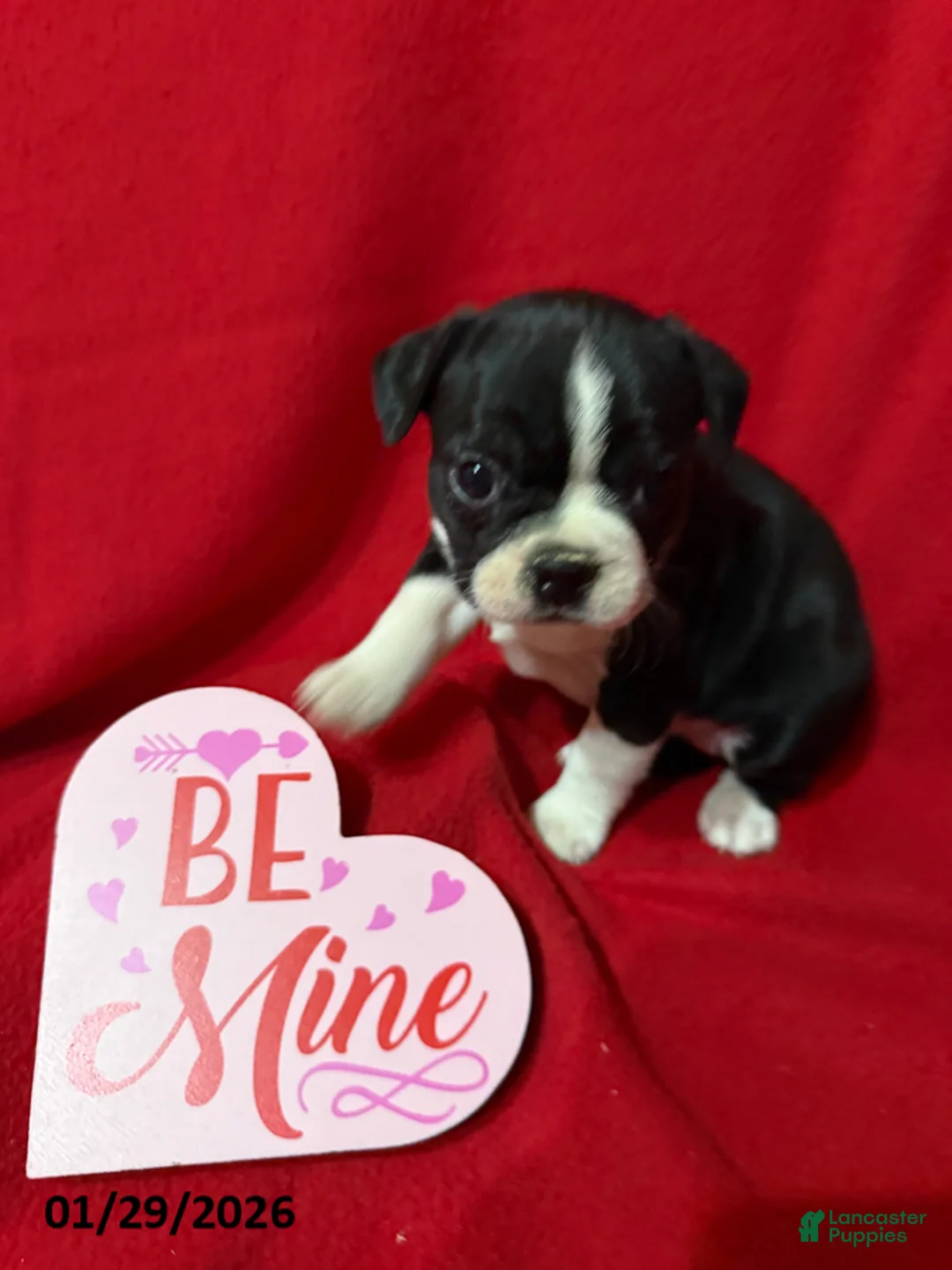 Boston Terrier dogs for sale: Haley - Ad 1