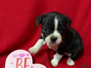 Boston Terrier dogs Haley - Ad 3