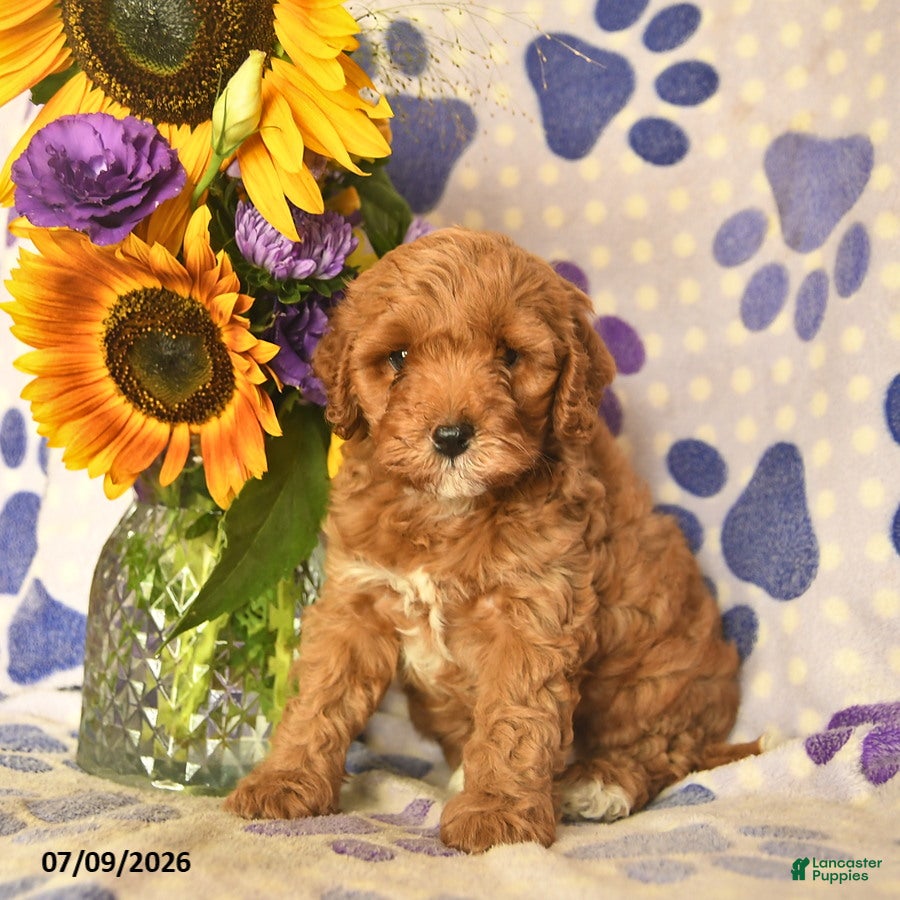 Cockapoo dogs Amber  - Ad 2