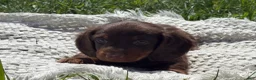 Miniature Dachshund dogs for sale: Garrett - Ad 7