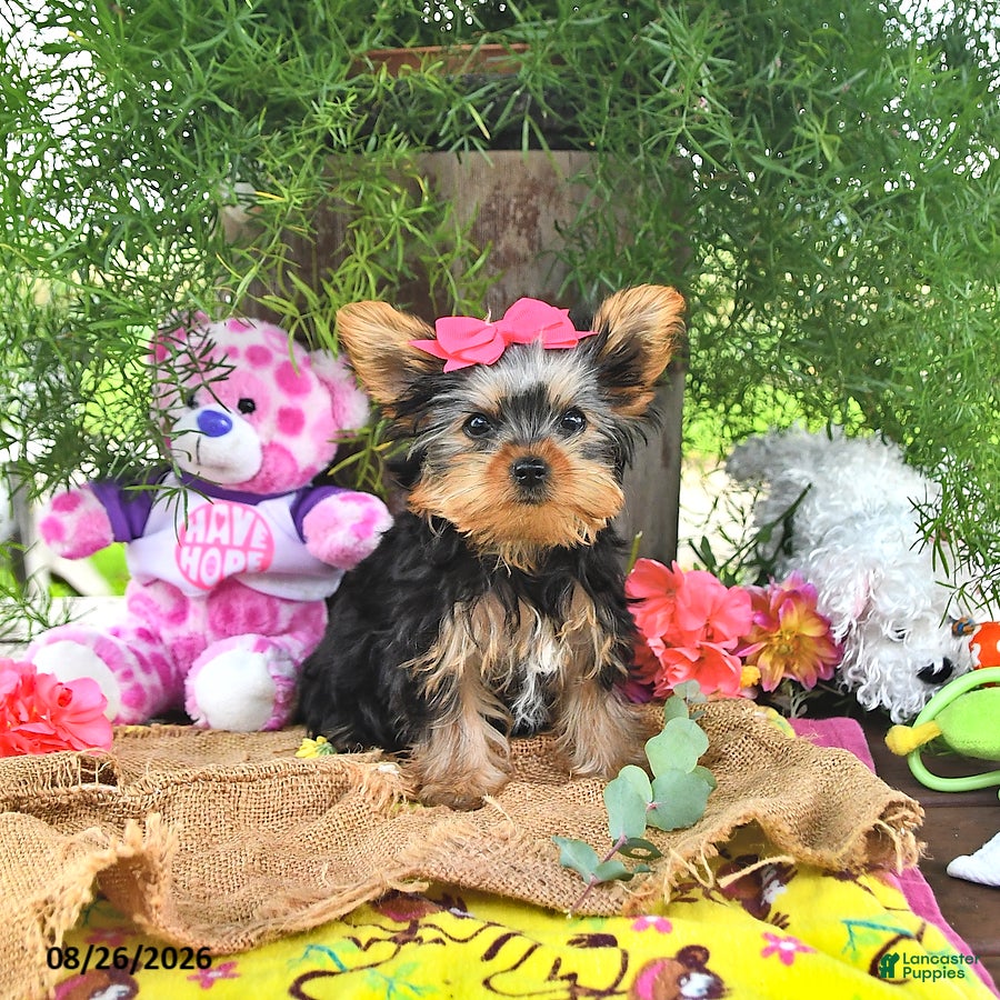 Yorkshire Terrier dogs Tessy - Ad 1