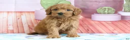 Mini Goldendoodle dogs for sale: Penny - Ad 5