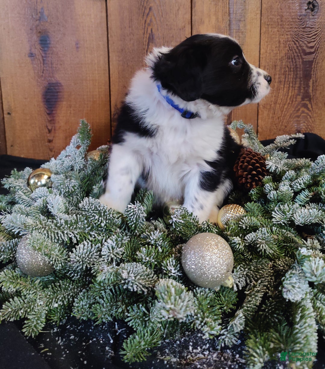 Mixed Breed dogs for sale: Lincoln - Ad 3