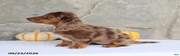 Miniature Dachshund dogs for sale: Tina - Ad 5