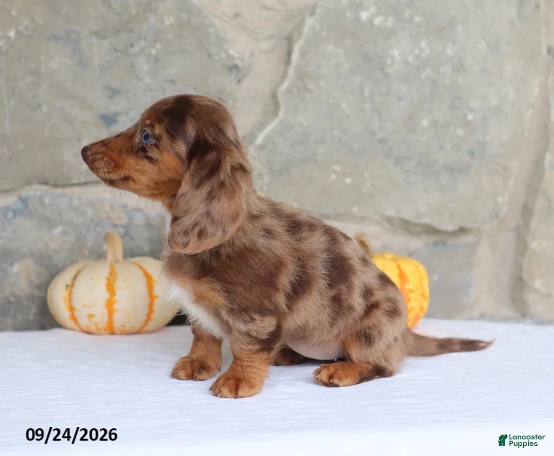 Miniature Dachshund dogs for sale: Tina - Ad 5