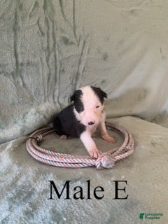 Border Collie dogs Male E - Ad 14