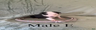 Male E