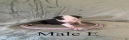 Border Collie dogs for sale: Male E - Ad 1