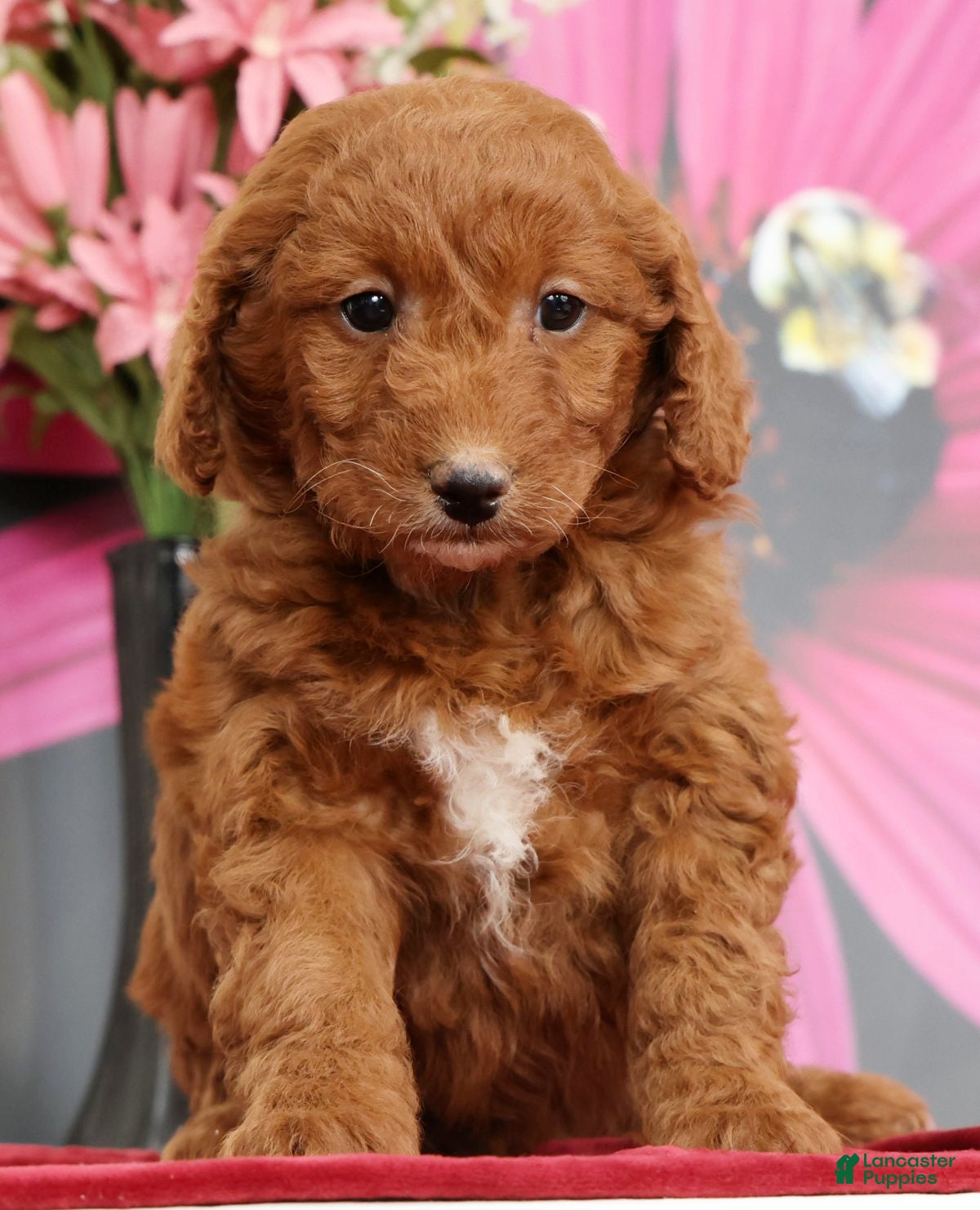 Mini Goldendoodle dogs Maddy - Ad 1