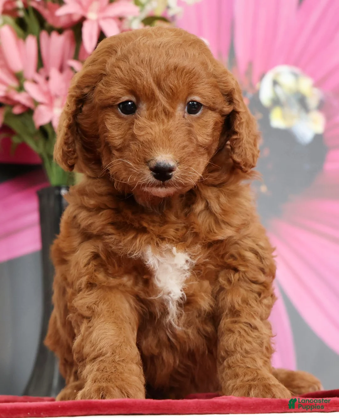 Mini Goldendoodle dogs for sale: Maddy - Ad 1