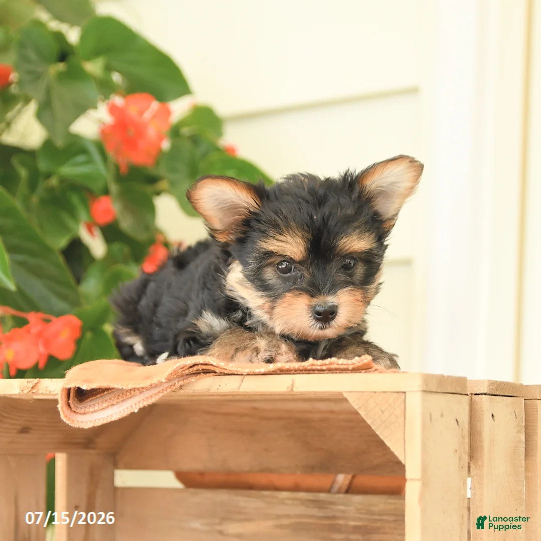 Morkie dogs for sale: Honey - Ad 3