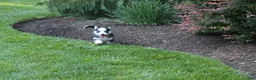 Siberian Husky dogs for sale: Maverick  - Ad 4