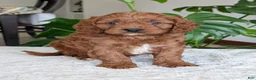 Cavapoo dogs for sale: Jake - Ad 13