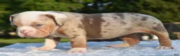 Mixed Breed dogs for sale: Maggie mini hybrid bulldog  - Ad 23