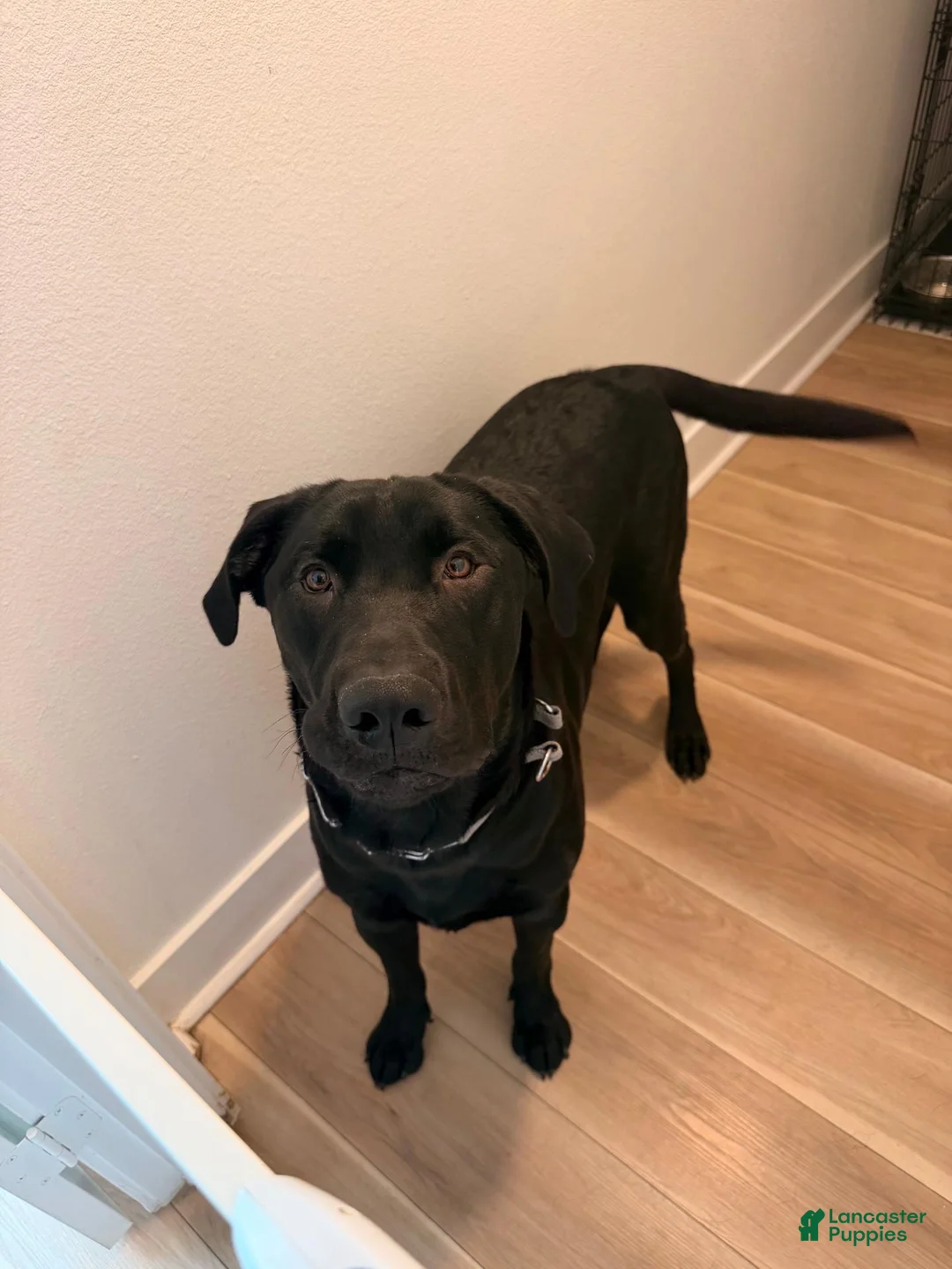 Labrador Retriever dogs for sale: Labrador Retriever  - Ad 2