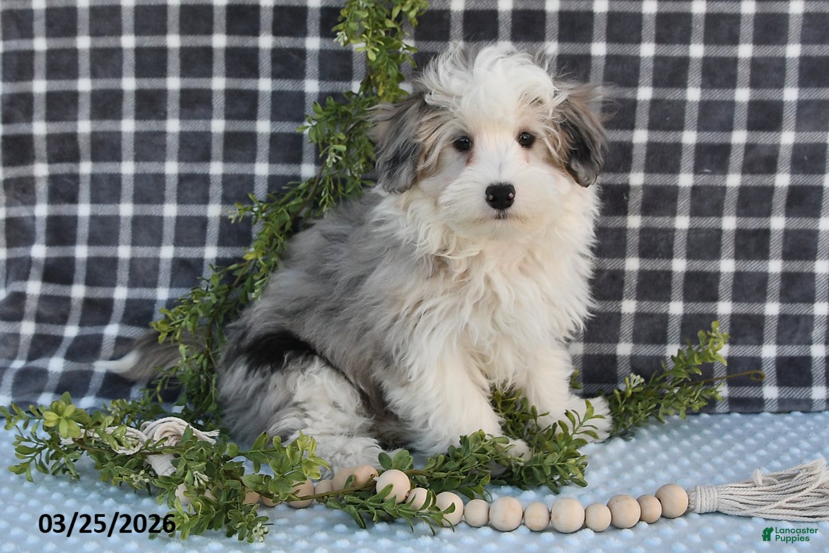 Havapoo dogs Emerson - Ad 2