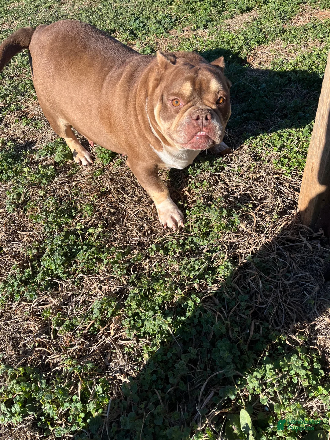 American Bully dogs for sale: American Bully Puppy 2 - Ad 1