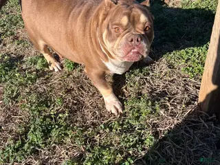 American Bully dogs American Bully Puppy 2 - Ad 21