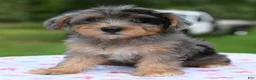 Yorkiepoo dogs for sale: Sapphire blue eyes  - Ad 9