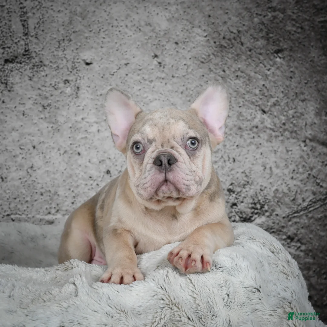 French Bulldog dogs for sale: Axel - Ad 3